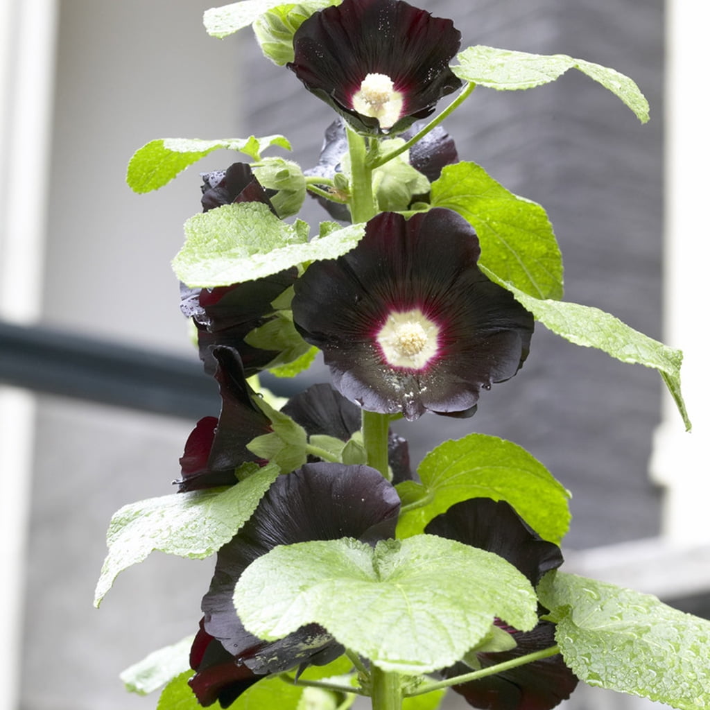 Van Zyverden Hollyhocks Nigra Set of 5 Plant Roots Purple Full Sun Deer Resistant 1 lb