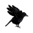 thumbnail image 3 of Topumt 6 Pack Halloween Black Feathered Crows, Halloween Fake Bird Decoration Halloween Ravens Decor Props, 3 of 6