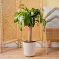 thumbnail image 4 of Costa Farms 36" Tall Mass Cane Live House Plants in 10" Décor Pot, 4 of 10