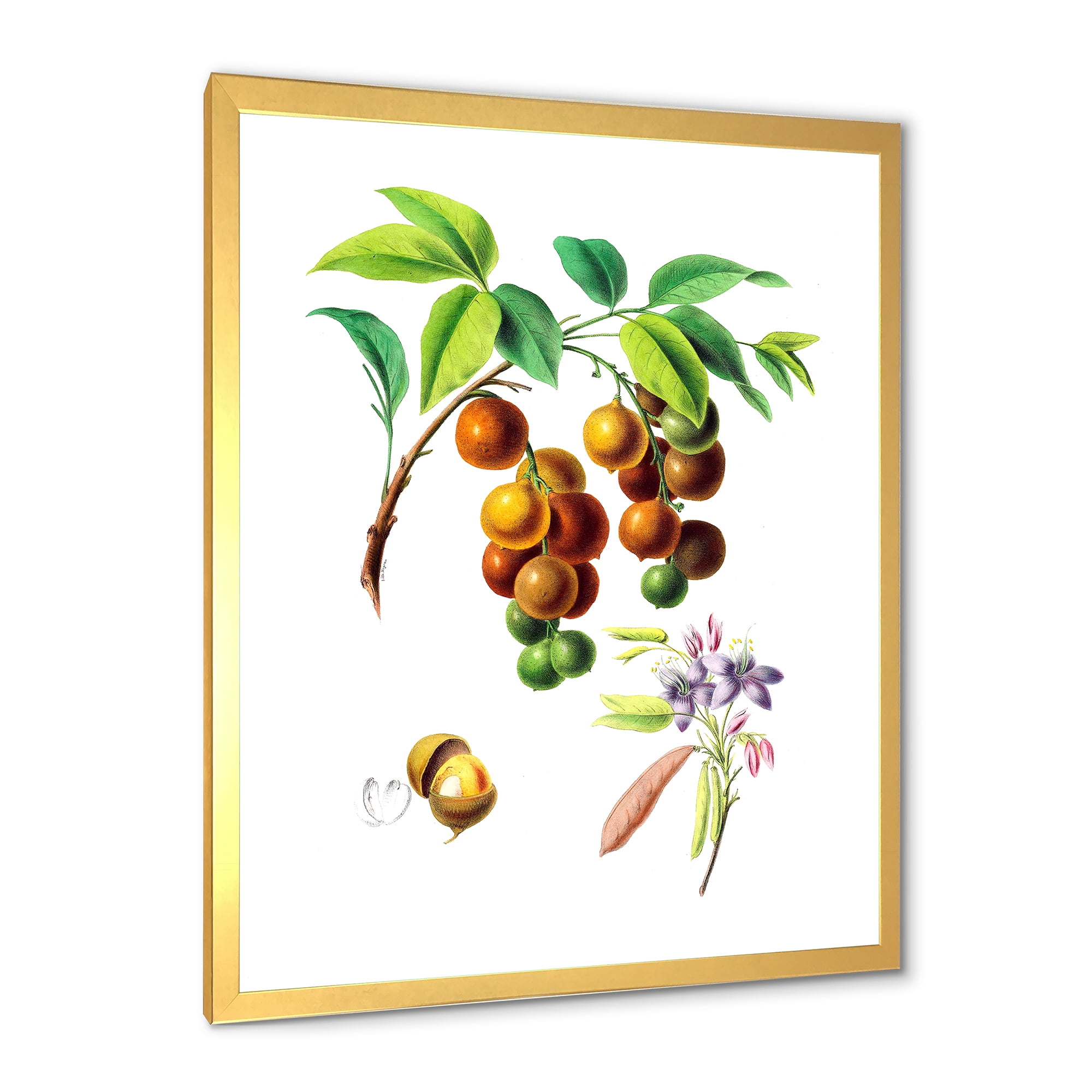 Designart 'Ancient Fruits III' Farmhouse Framed Art Print