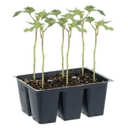 Bonnie Plants Clemson Spineless Okra 6-pack