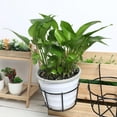 thumbnail image 2 of 2pcs Black Iron Hanging Railing Planters for Home Use with Sophisticated Design and Space Saving, 2 of 8