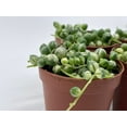 thumbnail image 5 of Variegated String of Pearls, Senecio rowleyanus, in 2 inch Pot Super Cute Great Plant Gift, Collector's Succulent, Live Potted Rooted, 5 of 7