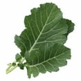 thumbnail image 2 of Fresh Collard Greens Bunch-Farm Fresh Leafy Vegetable, 2 of 5