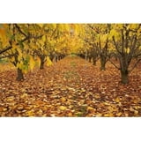 Posterazzi PDDAU02DWA4035 Orchard Roxburgh… product image