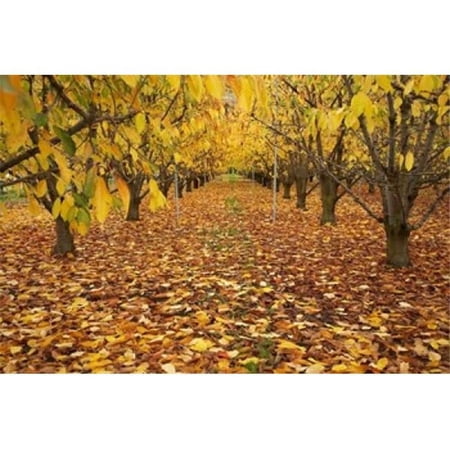 Posterazzi PDDAU02DWA4035 Orchard Roxburgh Central Otago South Island New Zealand Poster Print by David Wall - 34 x 23 in.