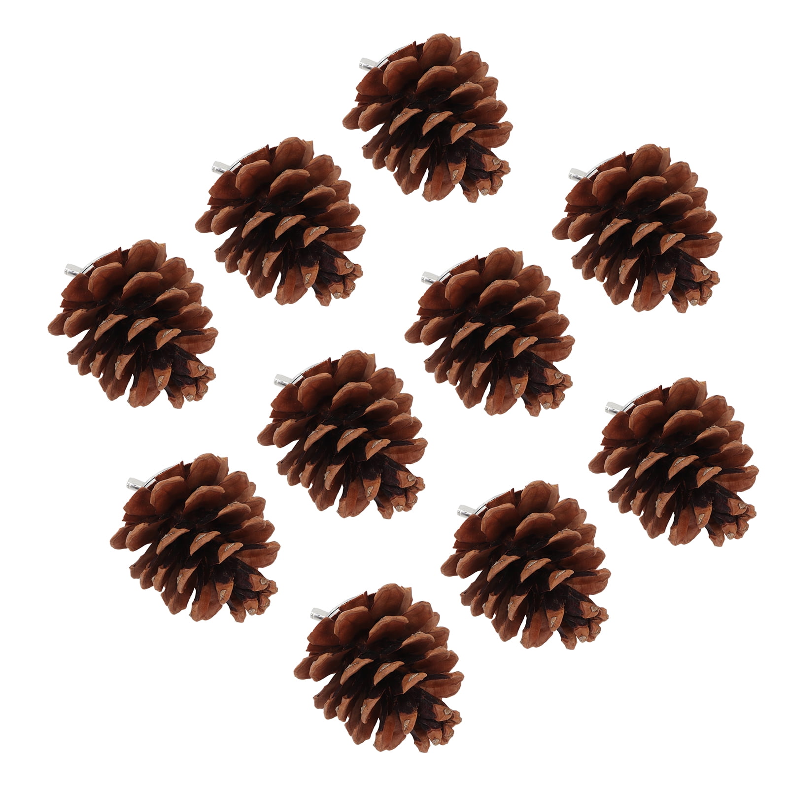 Are Pine Cones Safe For Dogs