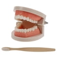 thumbnail image 2 of Communication Tooth Model For Children Learning 9.00X7.00X5.30CM 1 Set, 2 of 5