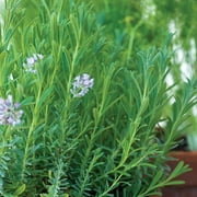 Burpee Lady Lavender Herb Seed, 1-Pack