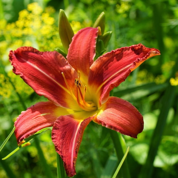 Easy to Grow Daylily Autumn Red 3 Plant Divisions, Summer Sun Zones 3-9