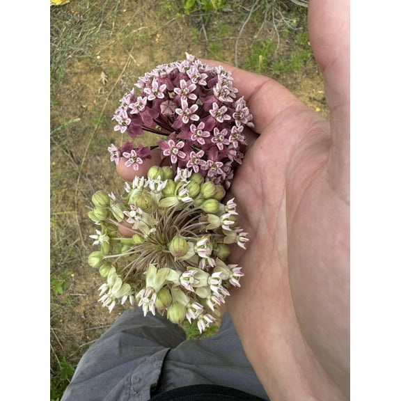 Pale Hybrid Clasping Milkweed Asclepias amplexicaulis - syriaca Seed Packet Monarch Butterfly