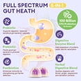 thumbnail image 5 of Totaria Sugar Free 5-in-1 Probiotic Prebiotic Postbiotic Gummies, Complete Gut, Digestive & Immune Support for Adults, Vegan, Grape Flavor, 60 Count, 5 of 9