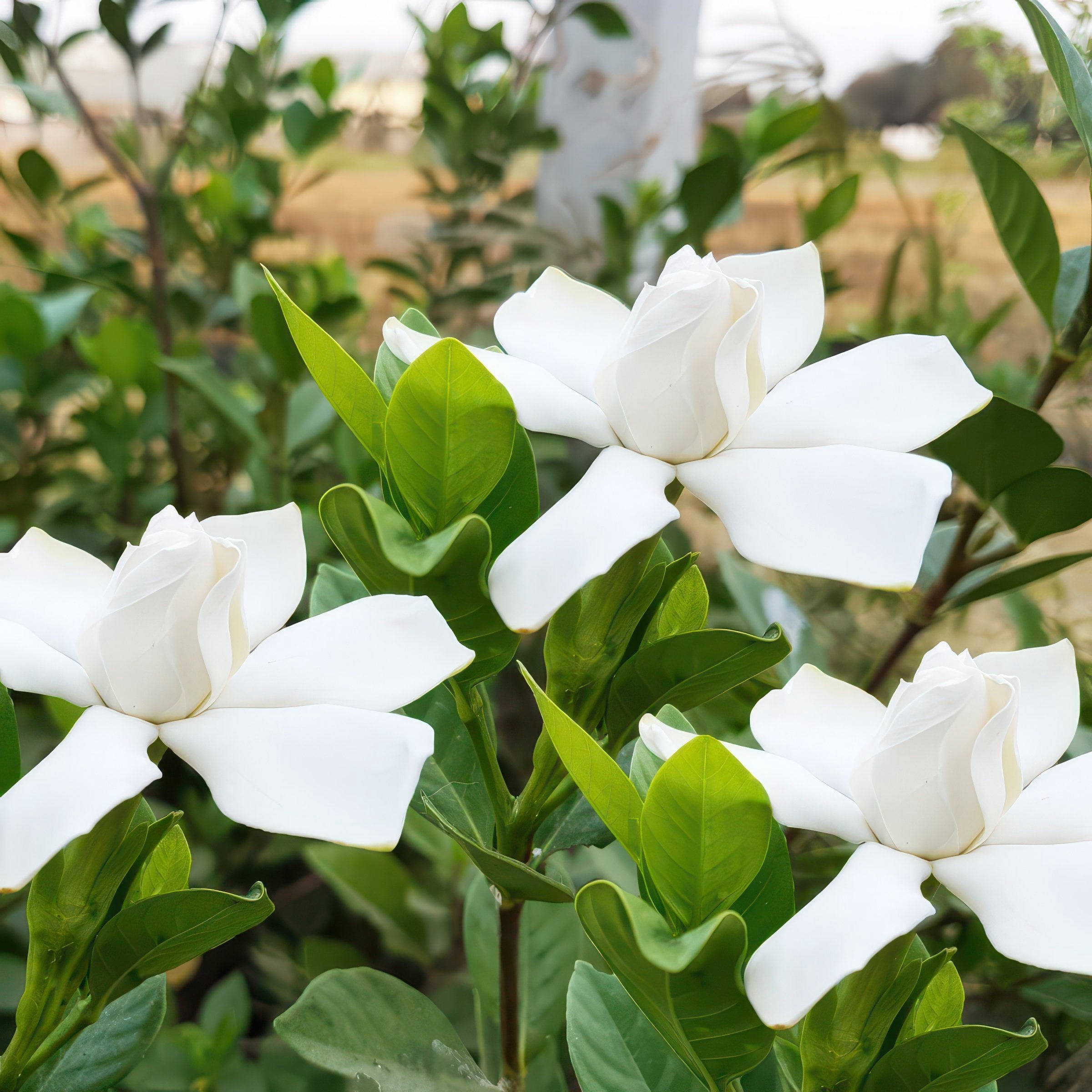 National Plant Network 4 in. Gardenia August Beauty (3-Pack)