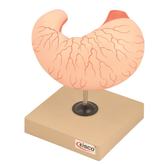 Eisco Labs Human Stomach Model - Life Size