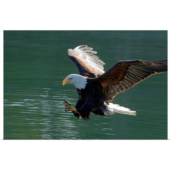 Great BIG Canvas | Rolled John Hyde Poster Print entitled Close up of a Bald Eagle catching a fish out of the Inside Passage waters