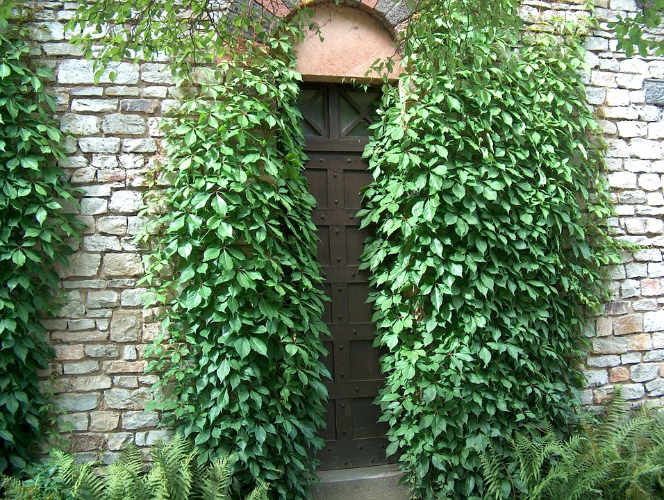 Mysterious Wall Ivy Trellis Ivy Goal Input Door20 Inch By 30 Inch