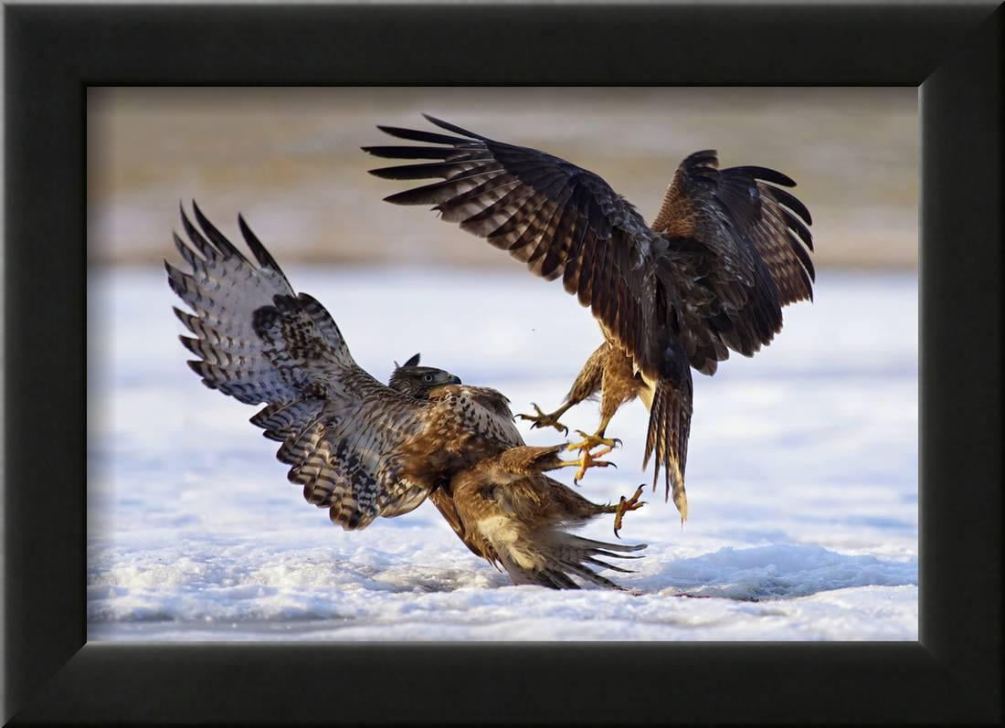 Duel Framed Print Wall Art By Ivan Kluciar