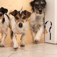thumbnail image 4 of unbranded Para Puerta De Perro Con Colgante Para Uso En Entrenamiento De Mascotas, 4 of 8