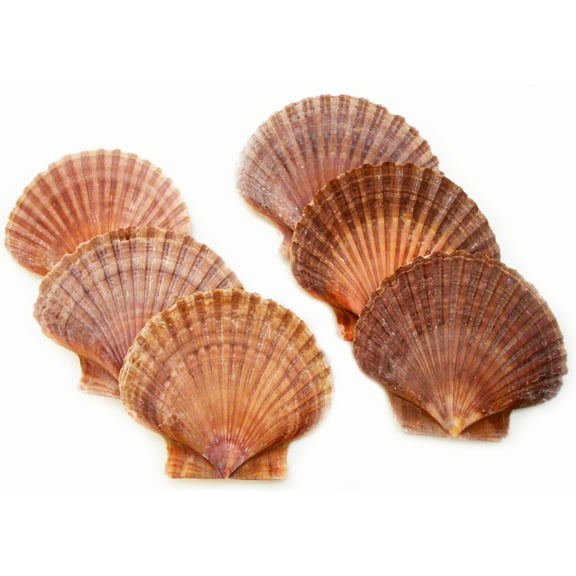 Set of 6: Mexican Flat Scallop Shells Seashells Large 3" Crafts Coastal Beach Cottage (6)