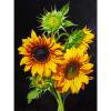 thumbnail image 2 of Cuadros Decorativos Kit de pintura de diamante 5D girasol taladro redondo completo DIY arte de la pared manualidades mosaico Tmvgtek embutido en tela, 2 of 9