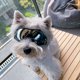 thumbnail image 3 of 1pc Dog Sunglasses,Waterproof Windproof Eye Protection Cool Dog Goggles Pet Glasses Eye Wear Protection For Small Medium Dog, 3 of 4