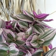 thumbnail image 4 of Tradescantia Nanouk Wandering Jew - Live Plant in a 4 Inch Pot - Tradescantia Albiflora 'Nanouk' - Rare and Elegant Indoor Houseplant - Florist Quality, 4 of 5