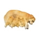 thumbnail image 3 of Figura de perro en miniatura,Figura de perro en miniatura para decoración de jardín de hadas,Figura de animal en miniatura para maceta decorativa,Accesorios para casas de muñecas con Amarillo, 3 of 8