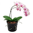 thumbnail image 1 of Maceta De Cerámica Esmaltada Para Orquídea Color Negro, 1 of 4