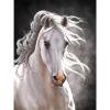 Wdftyju Kit de pintura de diamante 5D, caballo blanco, taladro redondo completo, diamantes de imitación, manualidades de pared DIY Wdftyju 6wu8te7ct8hh1wl6