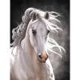 thumbnail image 1 of Wdftyju Kit de pintura de diamante 5D, caballo blanco, taladro redondo completo, diamantes de imitación, manualidades de pared DIY Wdftyju 6wu8te7ct8hh1wl6, 1 of 9