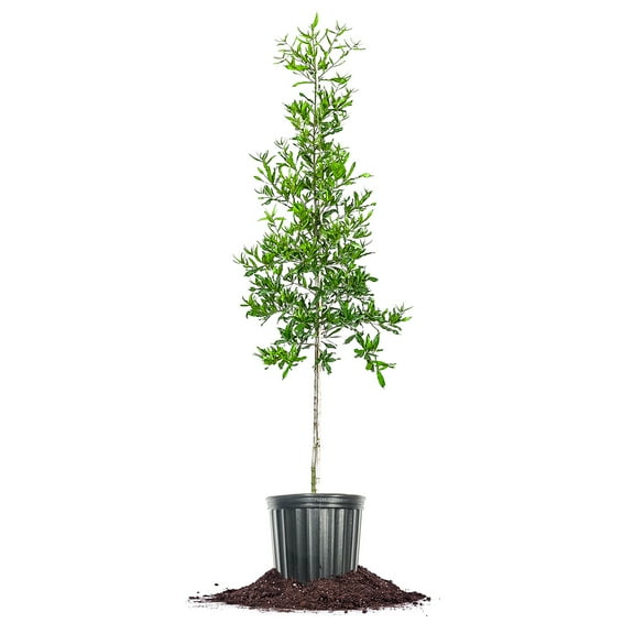 Perfect Plants Willow Oak Tree 5 Gallon