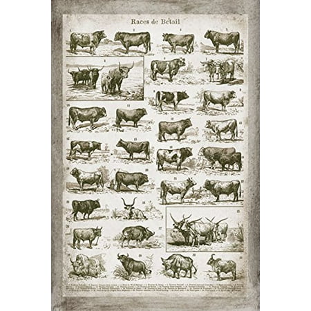 Cow Decor - Lovely Vintage Ephemera French Cow and Bull Chart; French Country Decor; One 12x18in Unframed Paper Poster