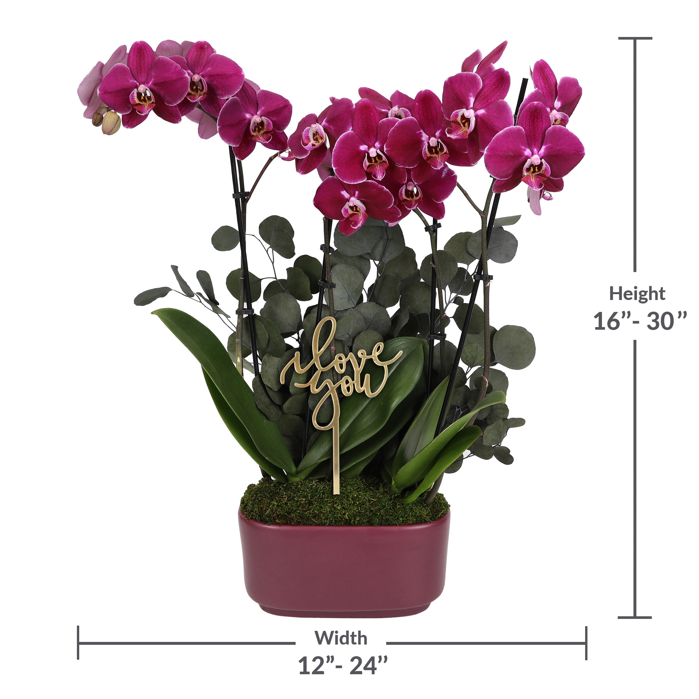 Dark Purple Orchid Duo in Elegant #10 Jan Ceramic with Preserved Eucalyptus & ‘I Love You’ Pick