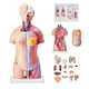 thumbnail image 1 of Modelo de cuerpo humano VEVOR, 23 piezas, 18 pulgadas, modelo de anatomía del torso humano, modelo de esqueleto anatómico unisex con órganos extraíbles, 1 of 9
