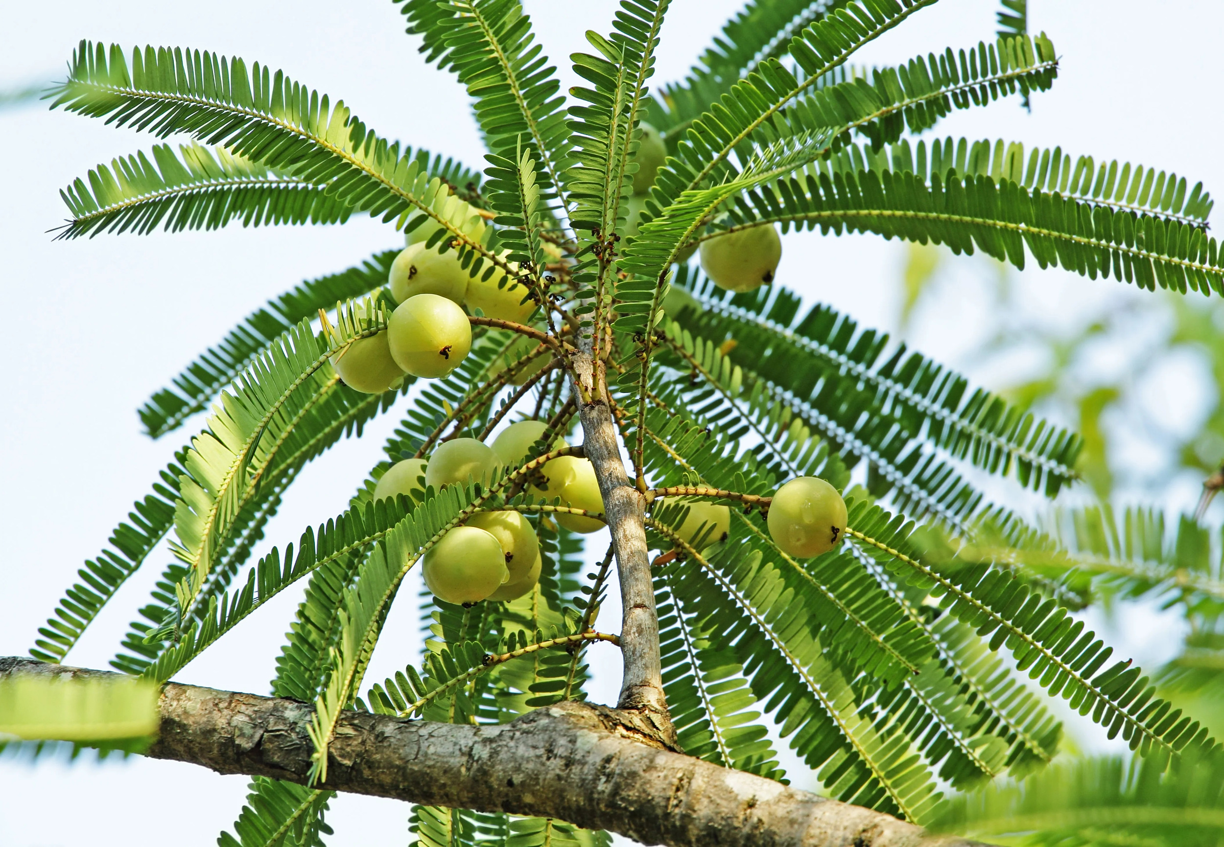 10 INDIAN GOOSEBERRY Phyllanthus Emblica Emblic Edible Fruit Tree Seeds - image 2 of 10