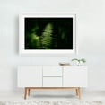 thumbnail image 2 of Ferns on Partridge Island Trail, Lynnfield 04 - Lynnfield Massachusetts Photography White Framed Wall Art Print 12 x 18 inches, 2 of 3