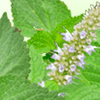 Patchouli