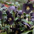 thumbnail image 2 of Dark and Handsome Lenten Rose Dormant Bare Root Perennial (1-Pack), 2 of 3