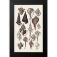 thumbnail image 2 of Sowerby, G.B. 16x24 Black Modern Framed Museum Art Print Titled - Seashell Array I, 2 of 5