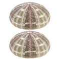 thumbnail image 1 of MasteelfCA 2pcs Natural Dried Sea Urchin Shells Conch Shells Creative Containers DIY Handmade Mini Planting Pots Desktop Ornament for Home Office Bedroom, 1 of 7