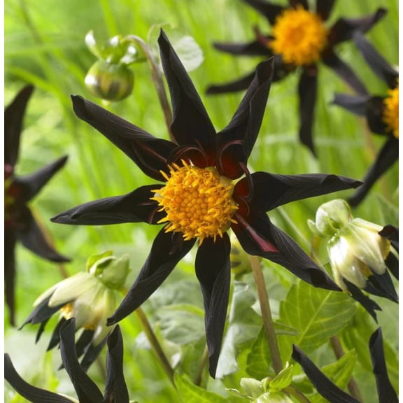 Blue Buddha Farm: Verrones Obsidian Orchid Dahlia - Easy to Grow Indoor or Outdoor Perennial Plant