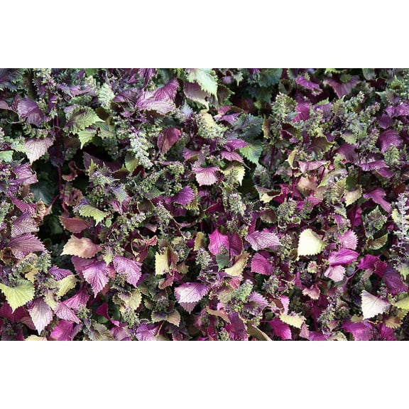 300 PURPLE SHISO aka PERILLA Frutescens Ornamental Herb Seeds Green & Purple