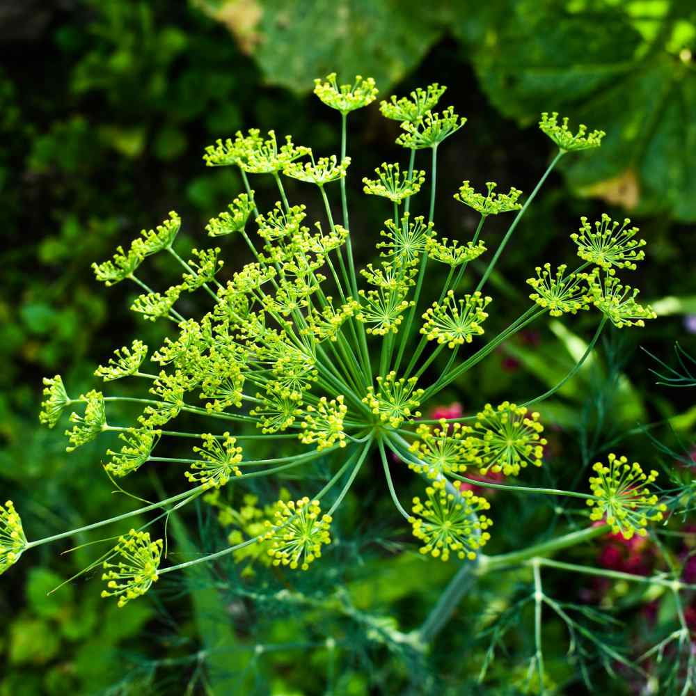 Dill Seeds - Dill Weed Herb Seed - 1 LB