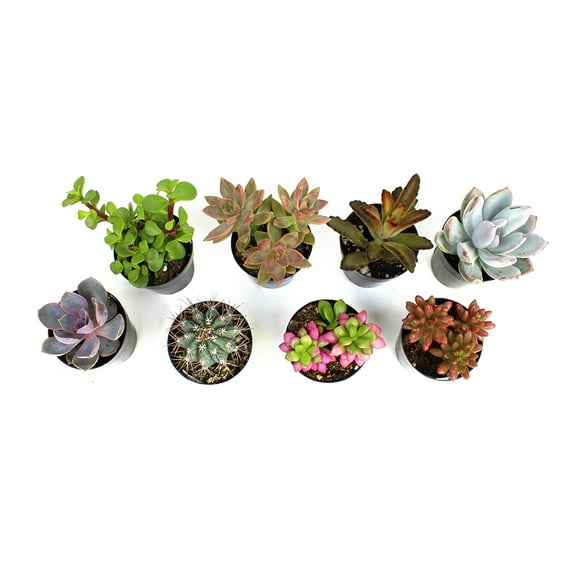 Element by Altman Plants Multicolor Succulent, Live Indoor House Plants with Grower Pots , 2.5 inch , Pack of 8 (Assorted)