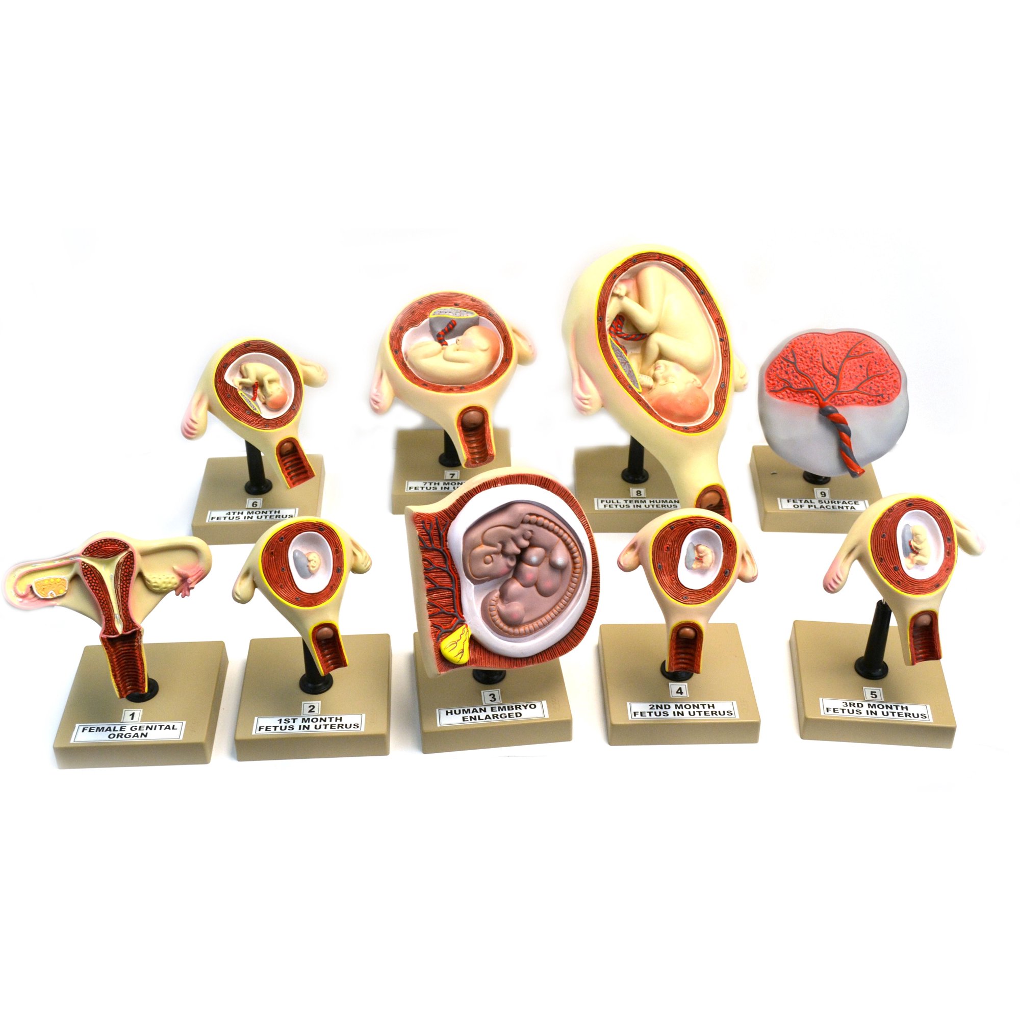 Eisco Labs Pregnancy Series - Embryonic/Fetal Development, Set of 9 Anatomical models