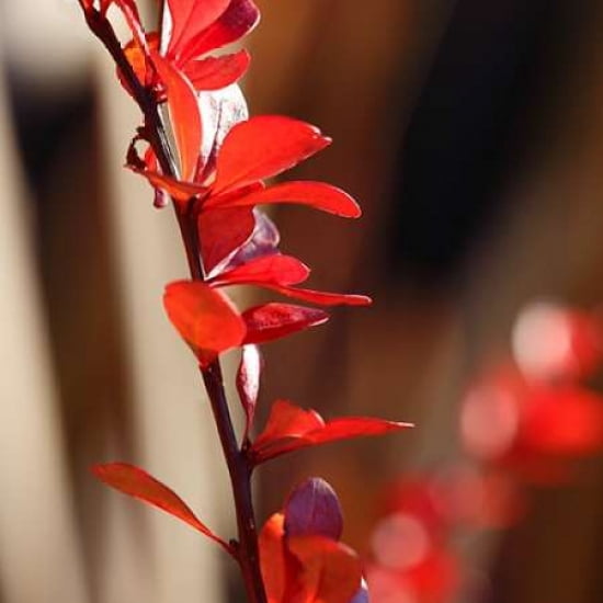 Red Leaves I Canvas