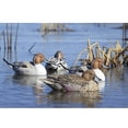 thumbnail image 2 of Avery/GHG GHG Pro-Grade XD Series Pintail Harvester Duck Decoys, 6 Pack, 2 of 5