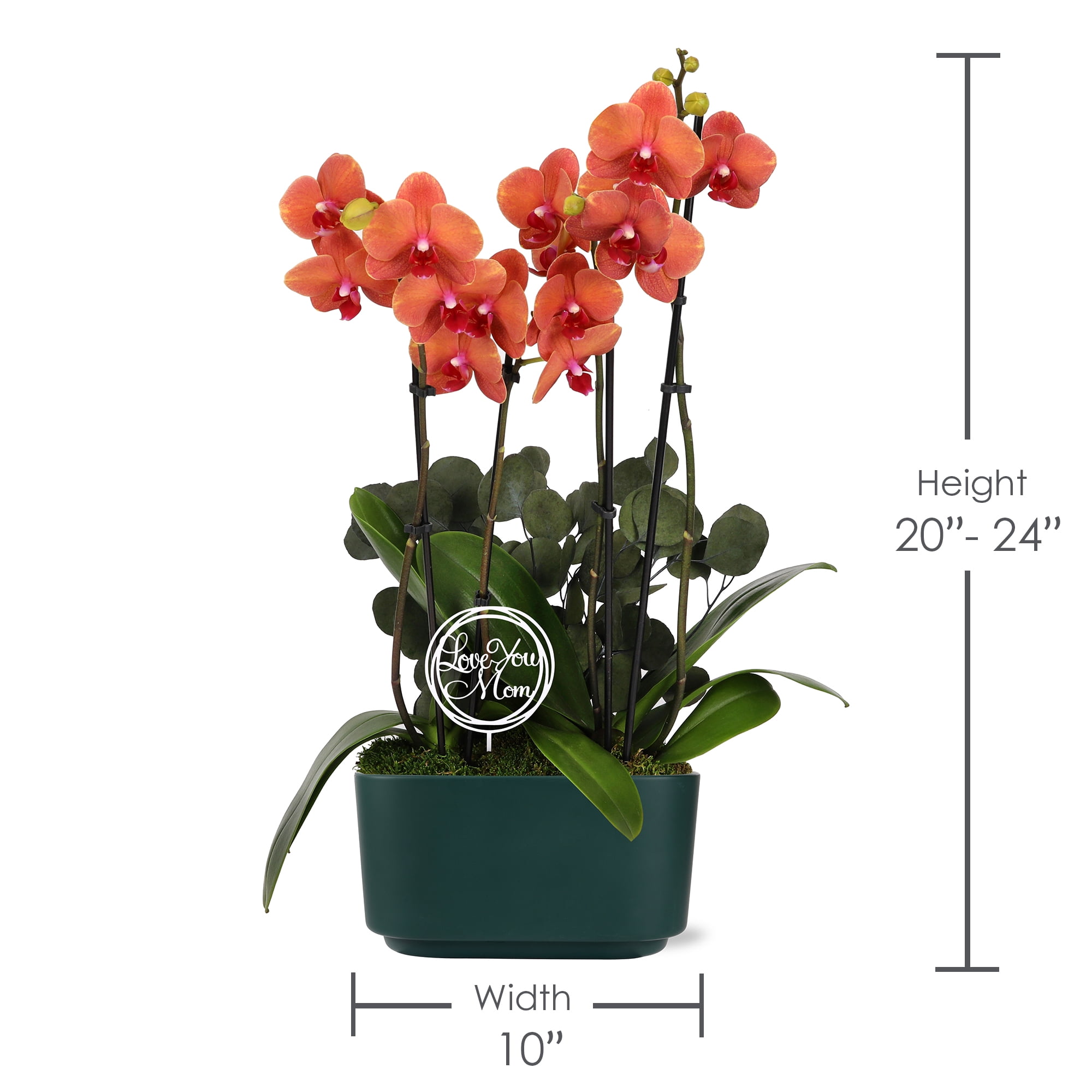 Green Circle Growers 10" Orange Orchid Duo Live Plants in Green Planter – Mother’s Day Gift Indoor Orchid