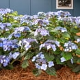 thumbnail image 3 of Teller's Blue Hydrangea Bare Root Flowering Starter Shrub, One Plant per Offer, 3 of 4