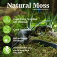 thumbnail image 3 of Sphagnum Moss for Reptiles - Terrarium Moss Green Dried Peat Moss Habitat Bedding for Snakes Turtle Frog Gecko and Other Reptiles Substrate, 3 of 4